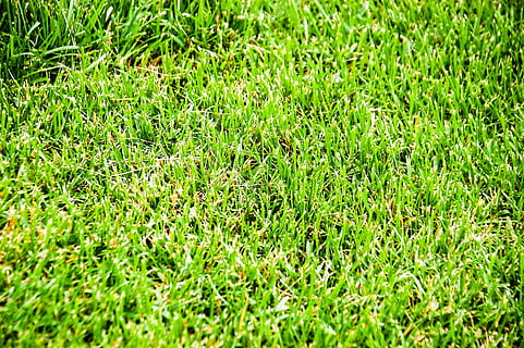 green grass, higher, abstract, angle, area, ago, table, blade, clean, closeup, color, a copy of the, cultivated, day, directly, environment, field, football, frame, front, full, golf, grass, green, high, horizontal, isolated, land, landscape, lawn, meadow, natural, nature, none, or, outdoors, pasture, photo, plant, game, saturated, space, sports, spring, summer, textured, bright, view, world, green color, full frame, growth, backgrounds, no people, selective focus, tranquility, beauty in nature, sunlight, high angle view, freshness, grass area, close-up, 2K, CC0, public domain, royalty free