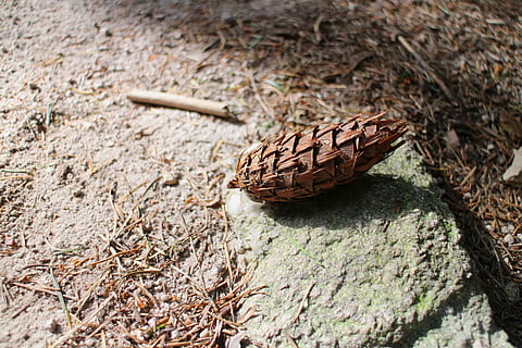pommes de pin, forêt, chemin forestier, randonnée, esprit d'aventure, vert, plante, pierre, Terre, ombre, théâtre d'ombres, de plein air, la nature, animaux à l'état sauvage, la faune des animaux, thèmes animaux, un animal, animal, invertébré, personne, Roche, journée, rock - objet, solide, fermer, insecte, en plein air, marron, papillon - insecte, vue grand angle, se concentrer sur le premier plan, aile des animaux, rampant, papillon, 5K, CC0, domaine public, libre de droits