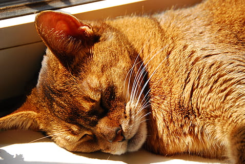 pisică, abisinian, rasa cat, închide, față, dormi, soare, intern, animale de companie, un animal, animale tematice, mamifer, pisica domestica, animale domestice, felin, relaxare, animal, a închide, animale vertebrate, în interior, dormit, cu ochii inchisi, nici o persoana, mustăţi, odihnă, culcat, cap de animal, 4K, CC0, domeniu public, fără drepturi de autor