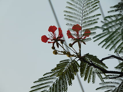 blomst, phoenix, pæn, plante, vækst, skønhed i naturen, natur, blomstrende plante, lav vinkel visning, friskhed, tæt på, træ, ingen mennesker, blad, himmel, plante del, skrøbelighed, sårbarhed, dag, rød, fokus på forgrunden, grøn farve, udendørs, blomsterhoved, 2K, CC0, offentligt domæne, royaltyfrie