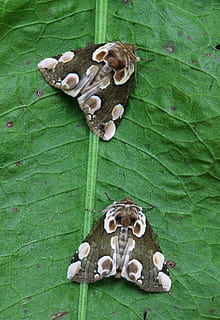 Moth, Macro, Lepidoptera, British, nature, insect, wings, leaf, directly above, no people, close-up, green color, animal themes, plant, plant part, mushroom, animal, high angle view, food, day, growth, fungus, food and drink, toy, vegetable, stuffed toy, leaves, 5K, CC0, public domain, royalty free