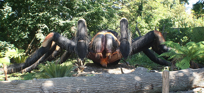 örümcek, Geante, tarantula, bitki, ağaç, hayvan, doğa, hayvan temaları, insansız, hayvan yaban hayatı, gün, memeli, hayvan grubu, Güneş ışığı, arazi, açık havada, omurgalı, ahşap malzeme, büyüme, Evcil Hayvanlar, orman, yeşil renk, alan, otçul, 2K, CC0, kamu malı, telif ücretsiz