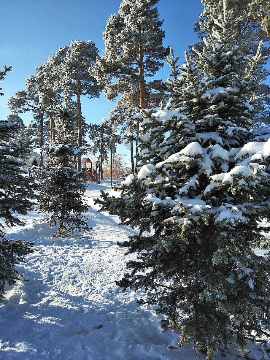 gran, fyr, vinter, vinter, gran, fyrretræ, vinter, vinter skov, træ, natur, kold, levende natur, nåletræ, vinterlandskab, himmel, træstammer, sne, kold temperatur, plante, skønhed i naturen, dækker, dag, hvid farve, Frosset, ro, jord, vækst, ingen mennesker, arkitektur, sollys, udendørs, snedækket bjerg, 4K