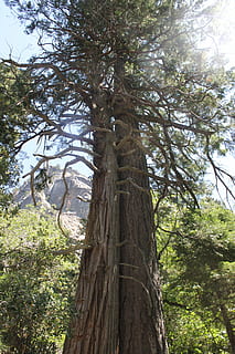 Sequoia, træ, Skov, plante, træstamme, bagagerum, vækst, natur, jord, ingen mennesker, dag, lav vinkel visning, skønhed i naturen, ro, afdeling, udendørs, grøn farve, himmel, høj - høj, dyr, bark, træ baldakin, 4K, CC0, offentligt domæne, royaltyfrie