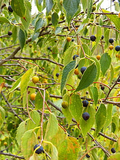 Hackberry, Obst, Baum, lledoner, Pflanze, Wachstum, grüne Farbe, Blatt, gesundes Essen, Pflanzenteil, Lebensmittel, Essen und Trinken, Natur, keine Leute, Nahansicht, Tag, Fokus auf den Vordergrund, Ast, Frische, Schönheit in der Natur, Wirbeltier, Tier, draußen, 4K, CC0, gemeinfrei, lizenzfrei