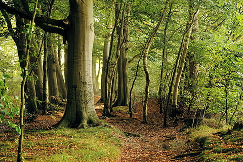 beige, træstamme, dagtimerne, bøg, træ, Skov, sene sommer, blade, natur, landskab, baustamm, humør, grøn, frisk, udendørs, blad, sti, grøn farve, efterår, scenics, plante, jord, bagagerum, ro, skønhed i naturen, rolig scene, vækst, scenics - natur, ingen mennesker, dag, ikke-urbane scene, idyllisk, bambus - plante, 5K, CC0, offentligt domæne, royaltyfrie