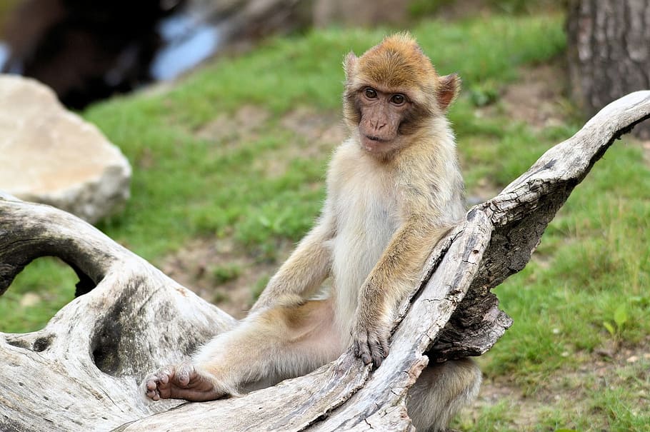 berber, mico, sèrie, primat, animal, vida salvatge, salvatge, zoologia, mamífer, espècies, desert, medi ambient, a l'aire lliure, naturalesa, un animal, temes d'animals, dia, animals a la natura, assegut, fauna animal, arbre, planta, vertebrats, cap gent, centrar-se en primer pla, longitud completa, mirant, babuí, 1080P