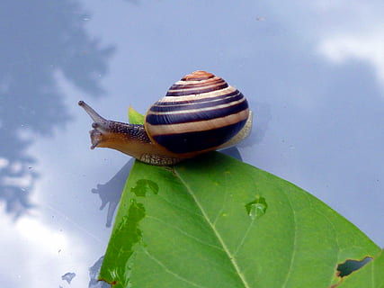 siput, daun, kulit, binatang, alam, langit, mirroring, moluska, taman, matahari, pelan-pelan, dekat, musim panas, makhluk, invertebrata, tema binatang, satu binatang, hewan, gastropoda, satwa liar hewan, bagian tanaman, binatang di alam liar, kulit binatang, merapatkan, air, hari, tidak ada orang, tampilan sudut tinggi, bagian tubuh hewan, di luar rumah, merangkak, 4K, CC0, domain publik, bebas royalti