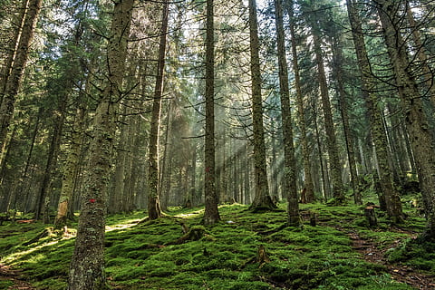 drzewa leśne, las, Las sosnowy, sosna, Natura, światło, drewno, światło i cień, drewno sosnowe, drzewa, lekka gra, rumania, Transylwania, bihar góry, drzewo, roślina, wylądować, lesisty teren, pnia drzewa, bagażnik samochodowy, spokój, wzrost, piękno natury, spokojna scena, scenics - natura, żadnych ludzi, dzień, scena pozamiejska, zielony kolor, obfitość, idylliczny, na dworze, bambus - roślina, 5K, CC0, domena publiczna, darmowe zdjęcia
