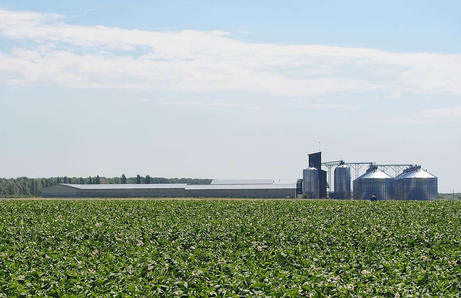 campo, patate, l'ascensore, cielo, orizzonte, nuvole, cielo blu, Grano, verdura, natura, agricoltura, crescita, pianta, terra, struttura costruita, nuvola - cielo, giorno, architettura, paesaggio, bellezza nella natura, azienda agricola, esterno dell'edificio, colore verde, ambiente, nessuno, scena rurale, all'aperto, 2K