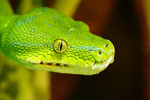 overfladisk, fokus fotografering, grøn, slange, grøn træ python, ikke giftig, Snakehead, dyr, krybdyr, natur, dyreliv, grøn farve, giftig, et dyr, dyre temaer, dyr i naturen, hvirveldyr, tæt på, dyr kropsdel, fokus på forgrunden, ingen mennesker, dyr hoved, dag, udendørs, meddelelse, dyr øje, dyre skala, regnskov, 2K, CC0, offentligt domæne, royaltyfrie