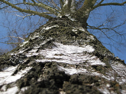 brzoza, drzewo, szczekać, bagażnik samochodowy, Natura, Szczegół, duży, park, pnia drzewa, roślina, niski kąt widzenia, żadnych ludzi, selektywne skupienie, dzień, teksturowane, Oddział, nagie drzewo, wzrost, kora roślinna, niebo, szorstki, na dworze, zbliżenie, spokój, bezpośrednio poniżej, 1080P, CC0, domena publiczna, darmowe zdjęcia