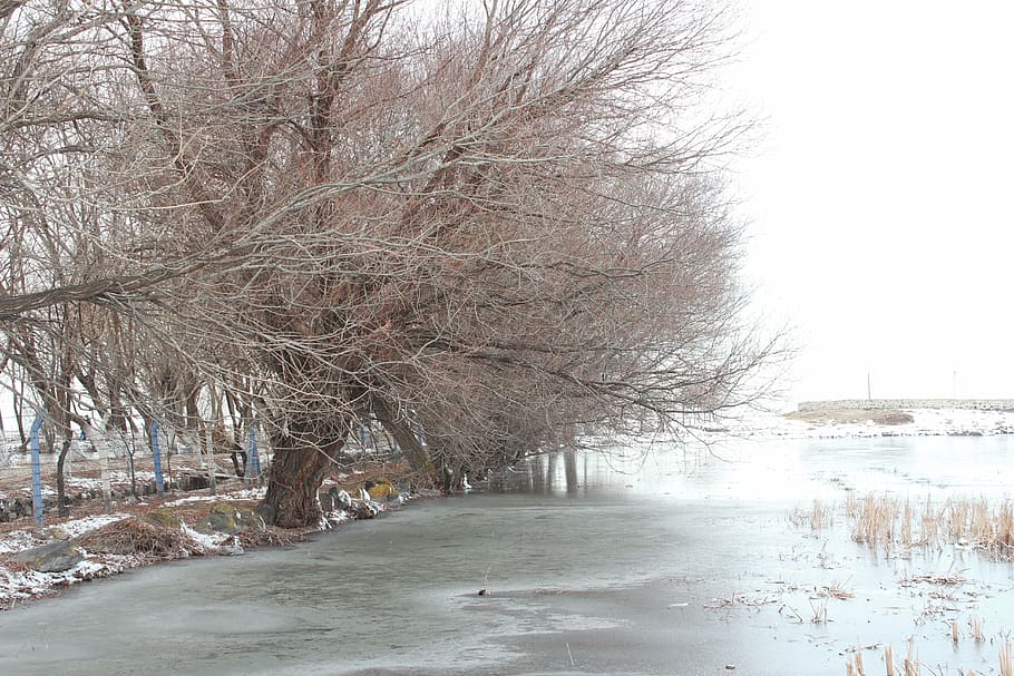 Baum, Winter, Eis, Schnee, Natur, kalt, Landschaft, Wintersaison, kalte Temperatur, kahler Baum, Pflanze, keine Leute, Straße, Tag, Ast, Transport, der Weg nach vorn, Ruhe, Richtung, Szenen - Natur, Himmel, Schönheit in der Natur, gefroren, draußen, schneit, von Bäumen gesäumt, 5K