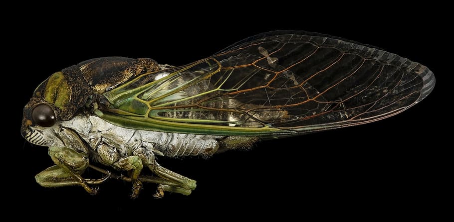 verd, gris, cigala, insecte, macro, Perfil, Dryfly, vida salvatge, naturalesa, error, ales, muntat, tibicen tibicen, u, s, enquesta geològica, animal, primer pla, temes d'animals, fons negre, tir de l'estudi, fauna animal, un animal, animals a la natura, rèptil, mar, invertebrat, a l'interior, cap gent, tortuga, part del cos dels animals, sota l'aigua, artròpode, zoologia, marí, ala dels animals, closca de tortuga, cap d’animals, escala d’animals, 1080P