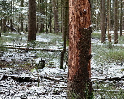 forest damage, tree bark, damaged, environment, nature, insect, eco, waldsterben, die, trees, ecological balance, environmental protection, sensitive, pollution, tree protection, nature conservation, dying tree, tree, tree trunk, plant, trunk, land, forest, tranquility, beauty in nature, growth, no people, day, tranquil scene, winter, snow, scenics - nature, non-urban scene, outdoors, cold temperature, water, woodland, 2K, CC0, public domain, royalty free