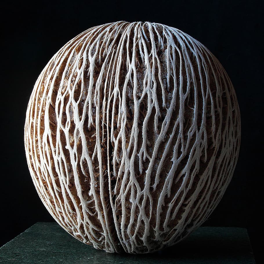seme, logoro, Linee, vicino, macro, ombra, struttura, sfondo nero, nessuno, notte, avvicinamento, in casa, girato in studio, scienza, mangiare sano, strutturato, modello, forma, modello naturale, cerchio, natura, singolo oggetto, cibo, cibo e bevande, forma geometrica, verdura, sfera, natura morta, complessità, microscopio, marino, 2K