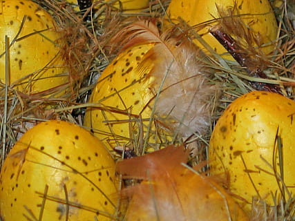 påskeegg, påske nest, påske, vår, dekorasjon, fargerik, egg, fargerike egg, farge, påske dekorasjoner, egg boks, påskeharen, fjær, maling, tilpasset, farget, maleri, påske dekor, malt, colorize, god påske, farget egg, egg kopper, påskeeggmaleri, tegne, vannfarge, gul, maler, mat og Drikke, mat, frukt, spise sunt, ingen folk, velvære, nærbilde, friskhet, tropisk frukt, anlegg, dag, natur, utendørs, plante del, moden, blad, gruppe av objekter, høst, middels gruppe objekter, 1080P, CC0, offentlig domene, opphavsrett gratis
