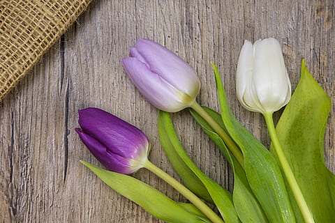 blanc, porpra, tulipes, florir, flors, primavera, Pasqua, mapa, postal, osterkarte, targeta de felicitació, targeta d'aniversari, cupó, frescor, flor, natura morta, material de fusta, benestar, primer pla, planta amb flors, menjar i beguda, planta, taula, menjar, a l'interior, vegetals, cap gent, alimentació saludable, vista d’angle alt, directament a sobre, ceba, bellesa a la natura, cap de flor, 5K, CC0, domini públic, lliure de regalies