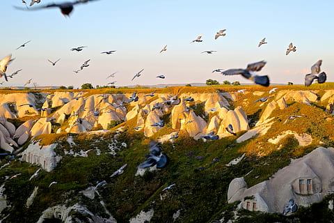 Foto, wandernd, Vögel, Felsen, Herde, grau, Vögel fliegen, Vogel, Flug, Berg, fliegen, Rock, Natur, Tier, Wirbeltier, Tierthemen, große Gruppe von Tieren, Tierwelt, Tiere in freier Wildbahn, fliegend, Himmel, Gruppe von Tieren, Vogelschwarm, Umgebung, Landschaft, keine Leute, Land, Schönheit in der Natur, in der Luft, Reiseziele, 5K, CC0, gemeinfrei, lizenzfrei