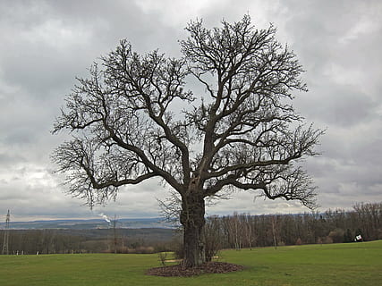 Birnenbaum, eichenfürst, Obstbaum, Pflanze, Flora, Botanik, ikonisch, Natur, Baum, wolke - himmel, Himmel, Landschaft, Ruhe, Umgebung, Schönheit in der Natur, Gras, Land, Szenen - Natur, ruhige Szene, keine Leute, Feld, Nicht-städtische Szene, Tag, draußen, bedeckt, 1080P, CC0, gemeinfrei, lizenzfrei