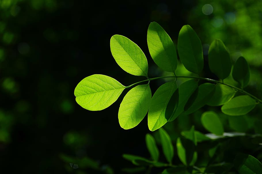 arce comú, full, verd, Robinia, venes de les fulles, filigrana, estructures de fulles, arbre, brilli a través, tons verds, llum, Verd clar, verd fosc, robinia pseudoacacia, fals acàcia, pluja de plata, planta ornamental, plantes de pastura d’estiu, abelles, llum de fons, branca, verd de fulla, clorofil·la, fulles, schotendorn general, arbre caducifoli verd estiu, verd d'estiu, arbre caducifoli, translúcid, verd brillant, brillant, part de la planta, color verd, planta, creixement, primer pla, naturalesa, cap gent, trèvol, dia, centrar-se en primer pla, a l'aire lliure, bellesa a la natura, enfocament selectiu, frescor, fons, fragilitat, vulnerabilitat, terra, 5K
