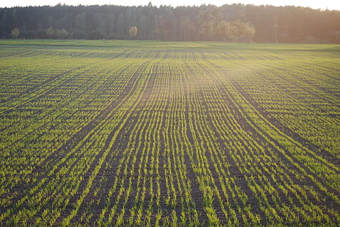 greenfield, champ, blé, foins, vue, village, récoltes des champs, été, seigle, kłos, paysage, agriculteur, agriculture, des champs, la culture de, des céréales, village de pologne, plante, aliments, terre, environnement, ferme, scène tranquille, scène rurale, croissance, paysages - nature, la nature, tranquillité, beauté dans la nature, arbre, couleur verte, modèle, personne, journée, surgir, en plein air, plantation, 4K, CC0, domaine public, libre de droits