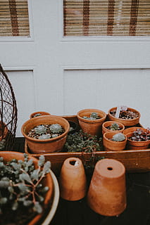 kaktuspotter, grøn, saftige, planter, Brun, lerpotter, potteplante, ingen mennesker, dag, blomsterkrukke, gryde, udendørs, beholder, stilleben, keramik, plante, Kunst og håndværk, træ - materiale, vækst, terrakotta, vindue, natur, side om side, 4K, CC0, offentligt domæne, royaltyfrie