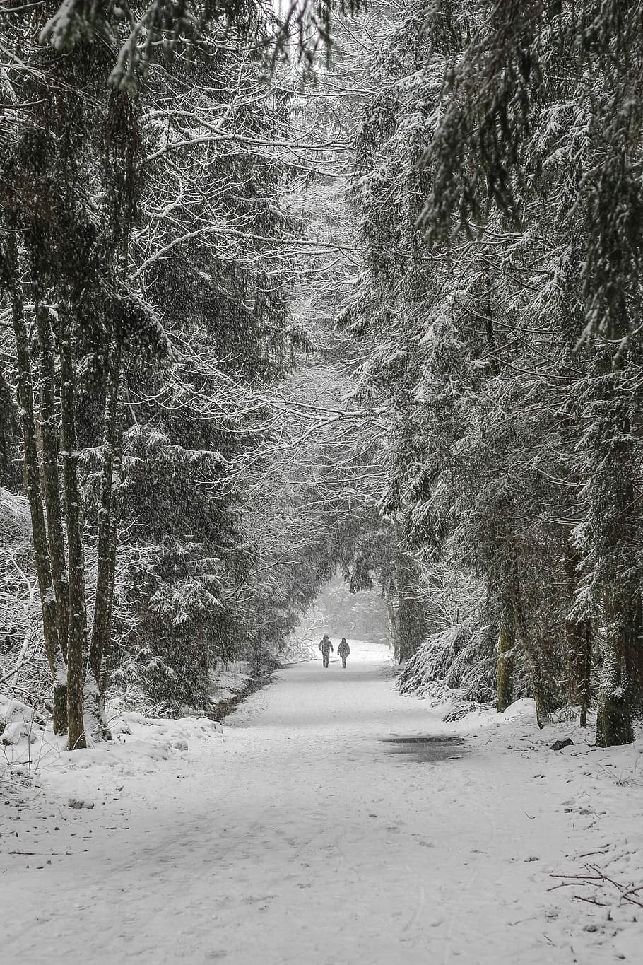 to, person, gå, snow, omgitt, trær, vei, snø, dagtid, vinter, skog, kaldtemperatur, tre, anlegg, natur, transport, ekte folk, land, dekker, skjønnhet i naturen, fritidsaktivitet, veien forover, retning, dag, miljø, utendørs, 5K