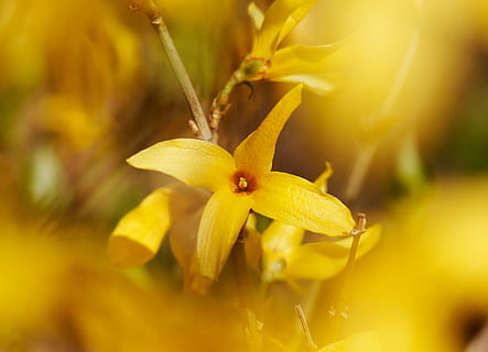Forsythia, afix, galben, primăvară, flori, planta cu flori, floare, plantă, a închide, prospeţime, petală, frumusețe în natură, creştere, fragilitate, selectiv, natură, vulnerabilitate, cap de floare, inflorescenţă, nici o persoana, alimente, mancare si bautura, în aer liber, 2K, CC0, domeniu public, fără drepturi de autor