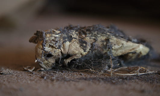 Rat, dood, uitgedroogd, ontleed, dier, muis, vliering, leer, bot, skelet, detailopname, natuur, één dier, dierenleven, geen mensen, selectieve aandacht, dieren in het wild, buitenshuis, dag, reptiel, insect, volledige lengte, dierlijke lichaamsdeel, macro, ongewerveld, gewerveld, 5K, CC0, publiek domein, royaltyvrij