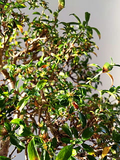 bonsai, liście, zielone drzewo, roślina, Zielony, drzewo, Natura, wzrost, botanika, chiński, dekoracja, azjatyckie, mały, liść, zielony kolor, żadnych ludzi, część rośliny, dzień, piękno natury, selektywne skupienie, zbliżenie, skupić się na pierwszym planie, Oddział, na dworze, ptak, kwiat, roślina kwitnąca, świeżość, zwierzęca przyroda, 2K, CC0, domena publiczna, darmowe zdjęcia