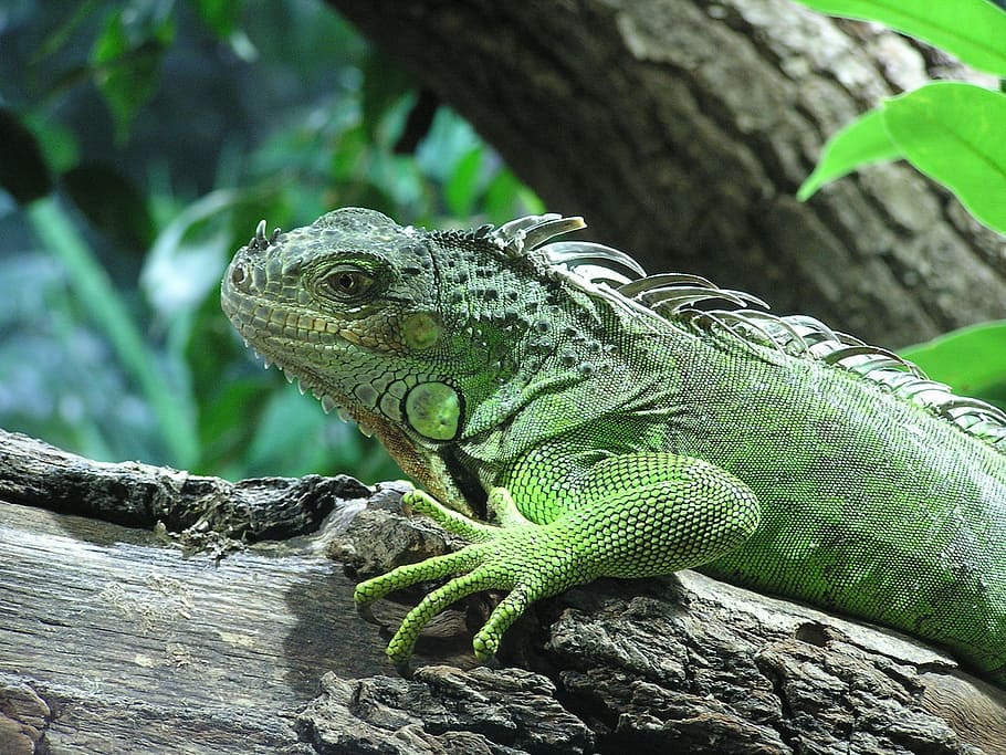 iguana, llangardaix, varan, animals, rèptil, animal, menjar d'insectes, verd, animals de terrari, disfressat, fauna animal, un animal, animals a la natura, temes d'animals, vertebrats, arbre, centrar-se en primer pla, cap gent, tronc, planta, tronc de l'arbre, color verd, naturalesa, dia, material de fusta, primer pla, escala d’animals, 1080P