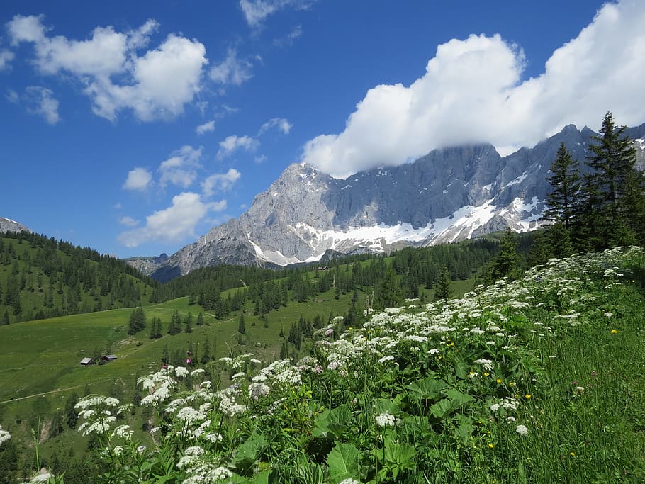 dachstein, vista, muntanyes, Austràlia, cel blau, naturalesa, núvols, alm, ramsau am dachstein, festa, senderisme, muntanya, bellesa a la natura, planta, cel, escenics - natura, núvol - cel, paisatge, escena tranquil·la, medi ambient, tranquil·litat, arbre, color verd, creixement, escena no urbana, flor, Serra, idíl·lic, dia, neu, a l'aire lliure, cap gent, cim de muntanya, rang, 4K