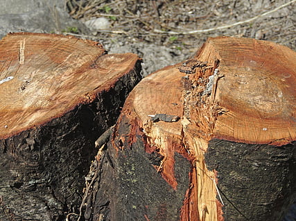 legna, albero, Marrone, sezione, casi di alberi, lavoro forestale, foresta, legno - materiale, ceppo, legname, la deforestazione, strutturato, avvicinamento, legna da ardere, problemi ambientali, natura, industria del legname, giorno, nessuno, tronco d'albero, abbaiare, combustibile e produzione di energia, tronco, all'aperto, anello degli alberi, 4K, CC0, dominio pubblico, privo di copyright