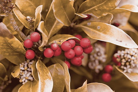 bacca, frutti di bosco, rosso, oro, d'oro, le foglie, foglia, Natale, decorazione, decorazione della tavola, sfondo decorativo, bella, cibo e bevande, cibo, avvicinamento, frutta, nessuno, albero, parte vegetale, mangiare sano, natura, autunno, crescita, concentrarsi sulle conoscenze acquisite, pianta, bellezza nella natura, freschezza, giorno, all'aperto, messa a fuoco selettiva, condizione naturale, 1080P, CC0, dominio pubblico, privo di copyright