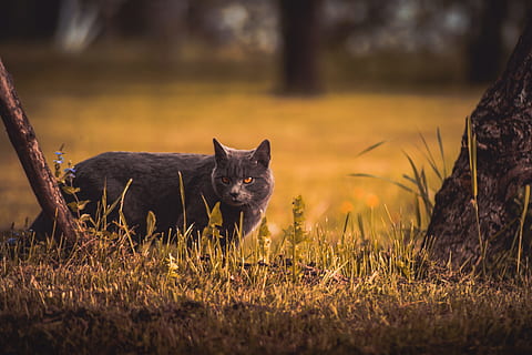 gris, gat, de peu, arbre, perdut, desert, mascota, herba, animal, naturalesa, mamífer, a l'aire lliure, llop, carnívor, animals a la natura, vida salvatge, bosc, un animal, temes d'animals, fauna animal, cap gent, mascotes, nacional, animals domèstics, gat domèstic, felí, vertebrats, planta, mirant la càmera, camp, retrat, enfocament selectiu, terra, bigotis, 5K, CC0, domini públic, lliure de regalies