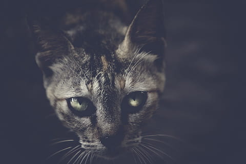 gato negro oscuro, gato negro, oscuro, negro, gato, animales, mascotas, Gato domestico, animal, linda, mirando, felino, mamífero, animales domesticos, gatito, bigotes, ojo de animal, de cerca, mirando a la cámara, retrato, un animal, temas de animales, nacional, vertebrado, nadie, adentro, centrarse en primer plano, parte del cuerpo del animal, cabeza de animal, fondo negro, atigrado, 1080P