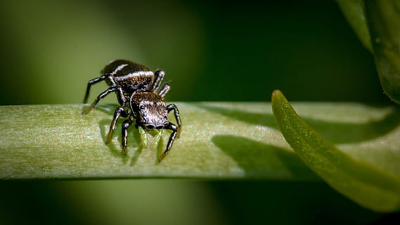 Spinne, klein, schließen, kleine Spinne, Spinnentiere, Insekt, springende Spinne, Insektenmakro, Tier, Tierthemen, Tierwelt, wirbellos, ein Tier, Tiere in freier Wildbahn, Pflanzenteil, Blatt, Nahansicht, Pflanze, Natur, selektiver Fokus, grüne Farbe, Gliederfüßer, keine Leute, Spinnentier, Makro, Zoologie, draußen, Tierbein, 2K, CC0, gemeinfrei, lizenzfrei