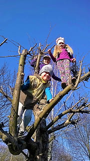 escalada, nens, diversió, arbre, parc infantil, nen, escalada per a nens, cel, vista d’angle baix, naturalesa, blau, cel clar, planta, dones, noies, dia, activitat d'oci, emoció, infància, felicitat, somrient, arbre nu, a l'aire lliure, femelles, 2K, CC0, domini públic, lliure de regalies