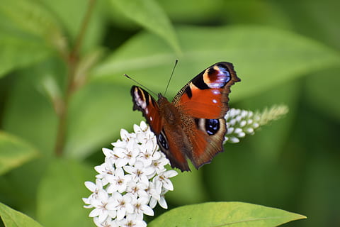 naturalesa, error, papallones, full, cap persona, Regne animal, jardí, fauna animal, temes d'animals, flor, un animal, insecte, animal, planta amb flors, invertebrat, animals a la natura, planta, bellesa a la natura, ala dels animals, papallona - insecte, fragilitat, vulnerabilitat, color verd, primer pla, pètal, part de la planta, cap de flor, cap gent, polinització, a l'aire lliure, papallona, 5K, CC0, domini públic, lliure de regalies