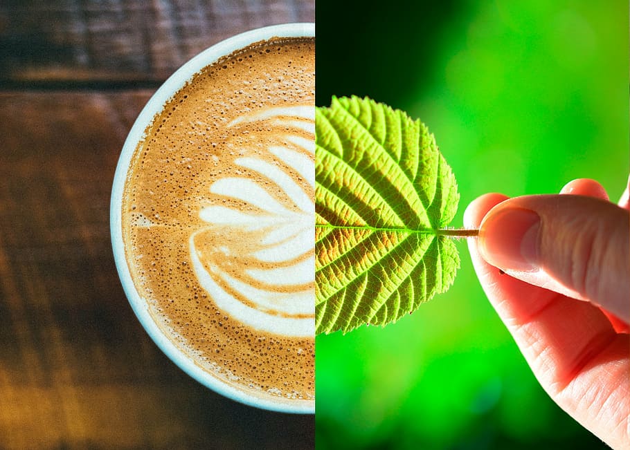 cafè, flor, full, estiu, flors, naturalesa, dos en un, 2 en un, harmonia, mà humana, part del cos humà, mà, menjar i beguda, cafè - beguda, creativitat, celebració, una persona, beure, beguda espumosa, refresc, tassa de cafè, primer pla, centrar-se en primer pla, tassa, menjar, color verd, a l'interior, beguda calenta, latte, dit, temptació, 2K