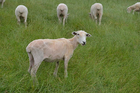 oaie, lână, verde, iarbă, noua Zeelanda, luncă, poligon, animal, fermă, agricultură, mamifer, pășunat, natură, păşune, șeptel, rural, animale domestice, animale tematice, intern, grup de animale, animale de companie, plantă, camp, animale vertebrate, teren, tânăr animal, Culoarea verde, nici o persoana, zi, simplu, în aer liber, erbivor, familie de animale, 4K, CC0, domeniu public, fără drepturi de autor