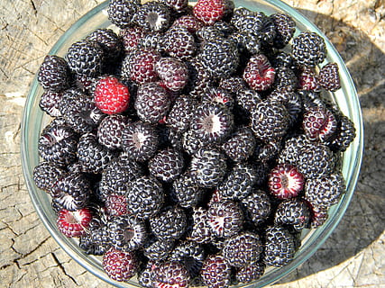 lampone, lampone nero, lampone maturo, bacca, more, raccogliere, bacche di un lampone, macro, vitamina, nutrizione, dolce, biologico, estate, maturo, vegetariano, luminosa, cibo, cibo e bevande, frutta, mangiare sano, frutti di bosco, freschezza, vista dall'alto, benessere, avvicinamento, grande gruppo di oggetti, abbondanza, direttamente sopra, rosso, natura morta, nessuno, mora, mora - frutta, mirtillo, tentazione, 4K, CC0, dominio pubblico, privo di copyright