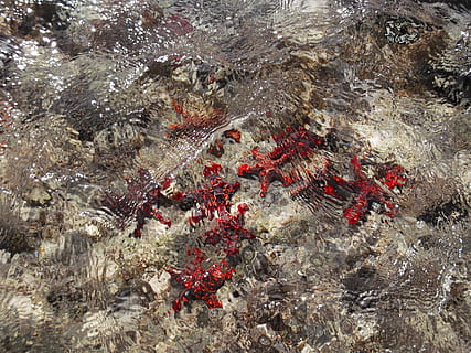 Seestern, Wasser, Seestern, Wasser, rot, keine Leute, Tag, Nahansicht, Natur, draußen, Tiere in freier Wildbahn, Tier, Tierwelt, Tierthemen, große Gruppe von Tieren, Meer, Gruppe von Tieren, High Angle View, Marine, Leben im Meer, unter wasser, Wirbeltier, unterseeisch, 4K, CC0, gemeinfrei, lizenzfrei