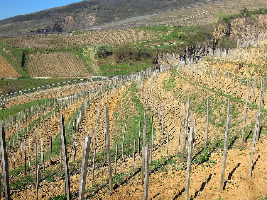 Weinberg, Traube, Frühling, Plantage, Terrasse, Terrassenanbau, Berg, Landschaft, Landwirtschaft, ländliche Szene, Umgebung, Land, Szenen - Natur, Pflanze, Feld, Ruhe, ruhige Szene, Wachstum, Bauernhof, Schönheit in der Natur, Ernte, Natur, Tag, keine Leute, Wein machen, draußen, 4K