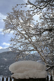 nieve, invierno, blanco, arboles, Suiza, árbol, alpino, montañas, frío, hielo, azul, congelado, naturaleza, paisaje, planta, temperatura fría, belleza en la naturaleza, cielo, día, el color blanco, rama, nadie, montaña, paisajes - naturaleza, al aire libre, nube - cielo, ambiente, tranquilidad, flor de cerezo, 2K, CC0, dominio público, libre de derechos