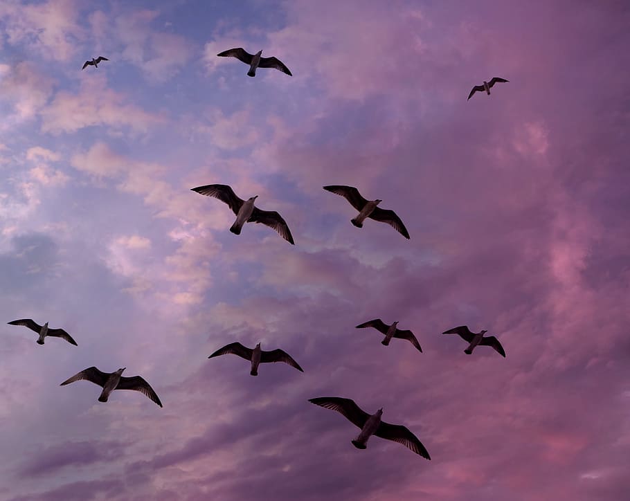 mouettes, ciel, vol, nuage, stol, des oiseaux, ailes, thèmes animaux, groupe d'animaux, la faune des animaux, oiseau, animal, animaux à l'état sauvage, vertébré, en volant, nuage - ciel, en plein air, déployer des ailes, grand groupe d'animaux, vol d'oiseaux, faible angle de vue, personne, la nature, liberté, mouvement, beauté dans la nature, 2K
