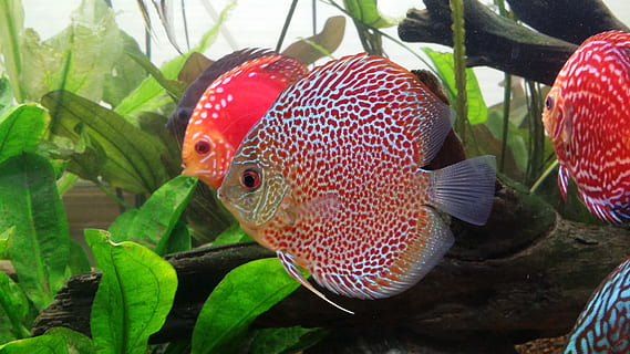 pesce discus, leopardo, pesce, rosso, pianta, avvicinamento, foglia, parte vegetale, natura, animale, fauna selvatica, vertebrato, temi animali, animali allo stato selvatico, nessuno, crescita, giorno, colore verde, un animale, all'aperto, bellezza nella natura, animali in cattività, marino, 4K, CC0, dominio pubblico, privo di copyright