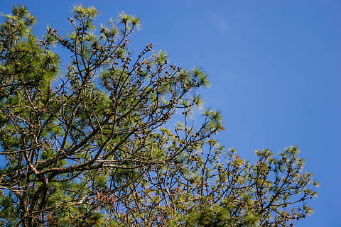 Kiefer, Kiefernzweig, Ast, Kiefern, Grün, Natur, Baum, Geäst, Blatt, draussen, Umgebung, Tageslicht, Wald, sonnig, Zirbeldrüse, da lat, Dalat, Vietnam, Pflanze, Himmel, Blau, Flachwinkelansicht, Schönheit in der Natur, Wachstum, keine Leute, klarer Himmel, Tag, draußen, Ruhe, Sonnenlicht, Frühling, grüne Farbe, Frische, Szenen - Natur, Obstbaum, 2K, CC0, gemeinfrei, lizenzfrei