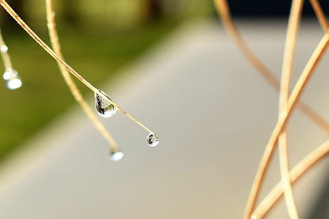 dryppe, dug, dugdråbe, blad, græs, dråbe vand, efterår, Morgentau, tæt, vand, plante, afrimning, dråbe, tæt på, natur, ingen mennesker, fokus på forgrunden, våd, selektiv fokusering, dag, skønhed i naturen, ekstrem nærbillede, udendørs, vækst, friskhed, makro, renhed, græsblad, i udkanten af, 2K, CC0, offentligt domæne, royaltyfrie